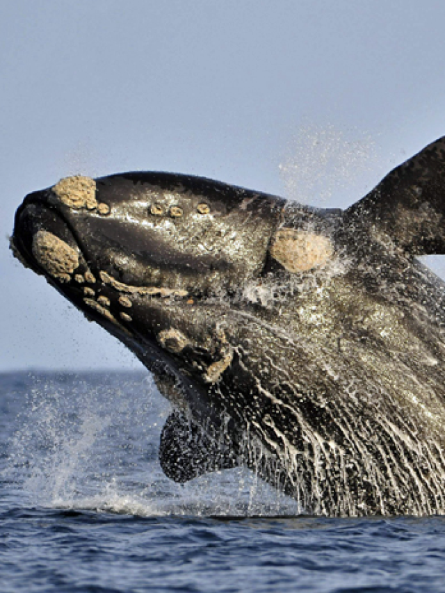 Após 100 anos, espécie de baleia volta a aparecer na costa da Argentina