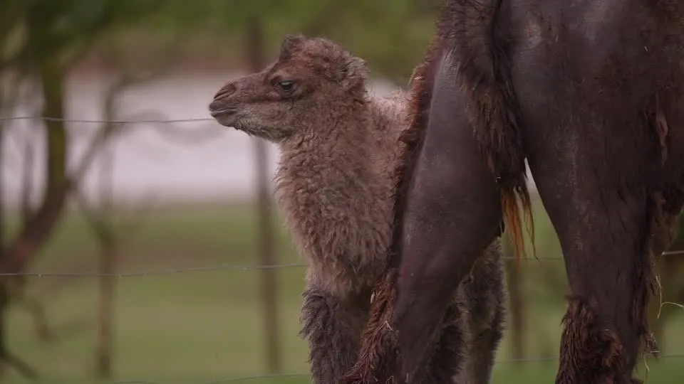 Zoológico do Reino Unido recebe primeiro bebê camelo em oito anos