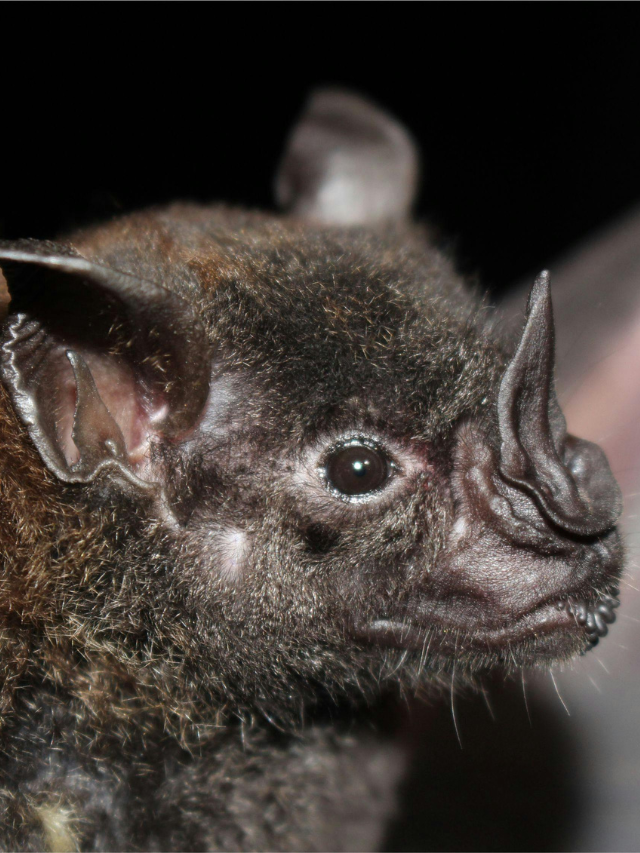 Mordidas e raiva: entenda os riscos do contato com morcegos