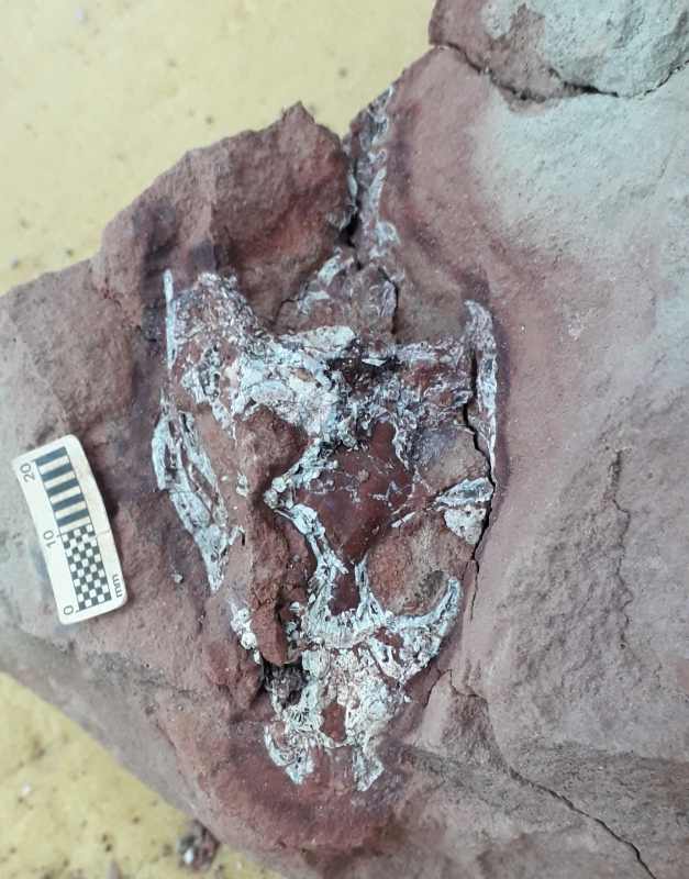 Paleontólogo encontra fóssil de crocodilo pré-histórico em Marília, SP