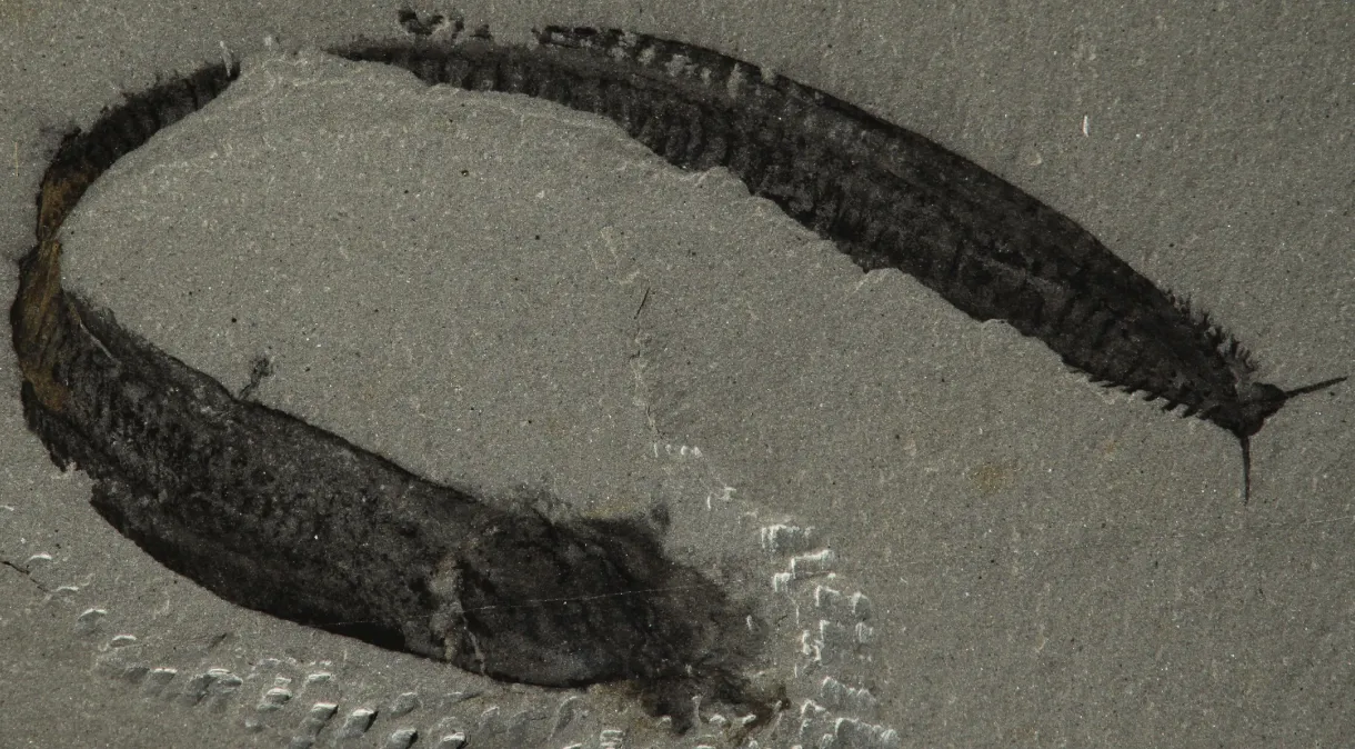 Fóssil de criatura marinha ajuda a revelar origens da coluna vertebral