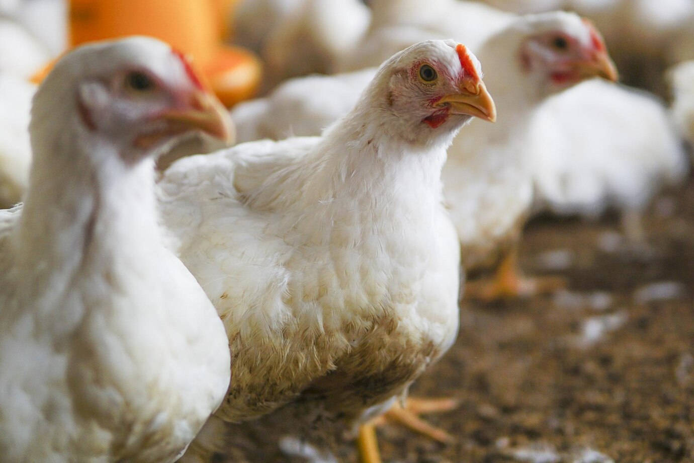 Gripe aviária: o que é, quais os sintomas e como é feito o tratamento