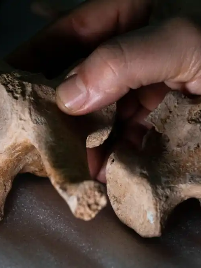 Ossos de animal abatido indicam humanos na América do Sul antes do estimado