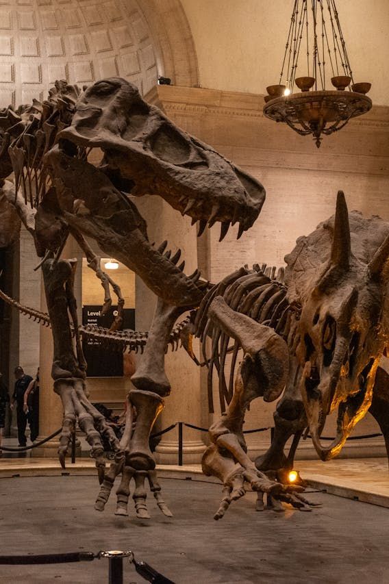 Cientistas explicam como colágeno de dinossauros resistiu por milênios