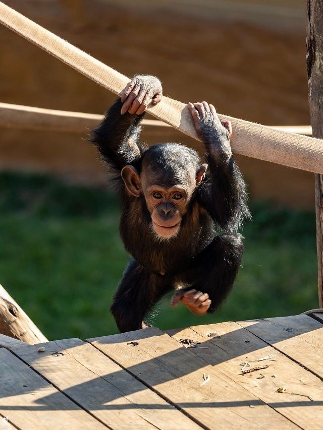 SP: Zoo inaugura passeio de barco em lago vizinho à área dos primatas