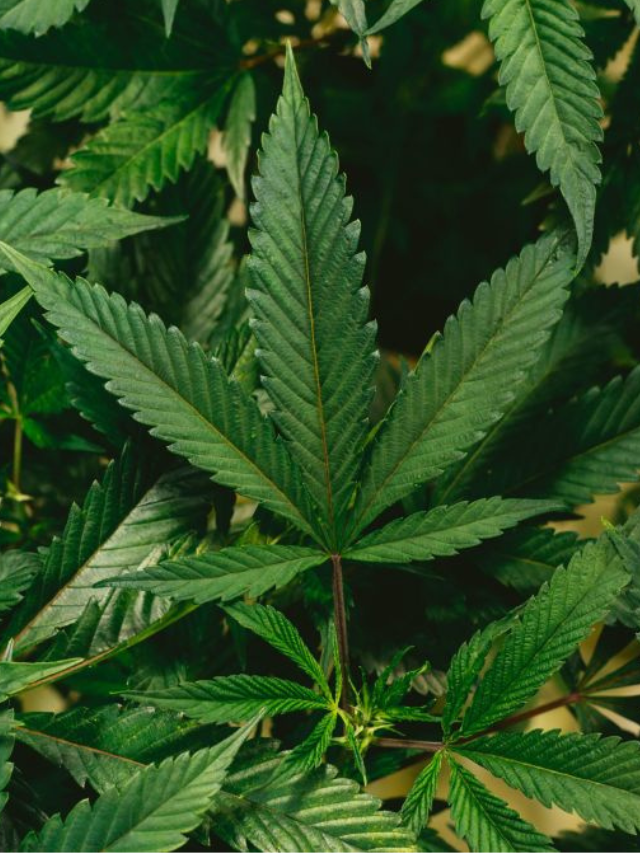 Novas regras para cultivo de cannabis no Brasil: quem se beneficia?