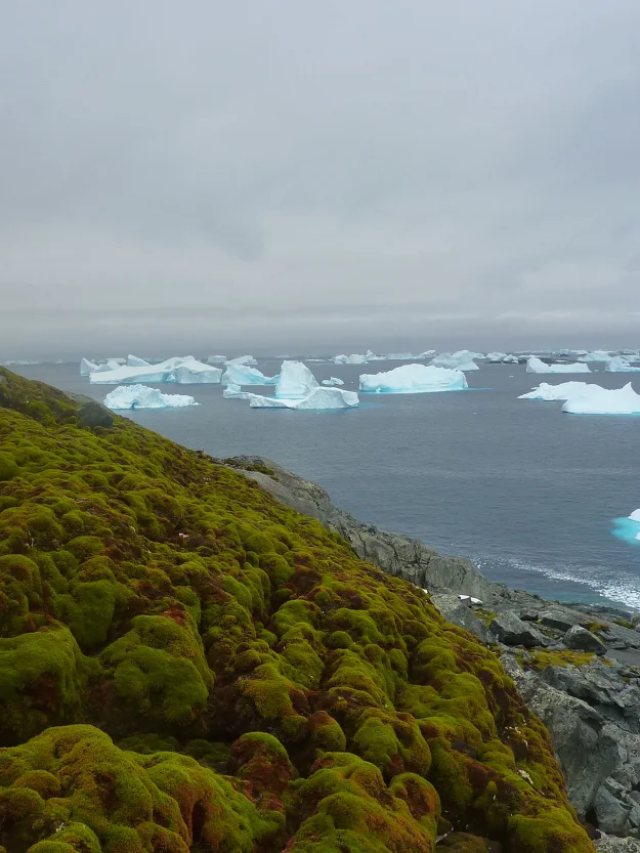 Antártica verde: imagens de satélite mostram efeitos do aquecimento