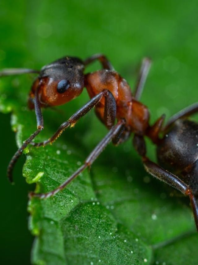 Agricultura de formigas surgiu com asteroide que extinguiu dinossauros