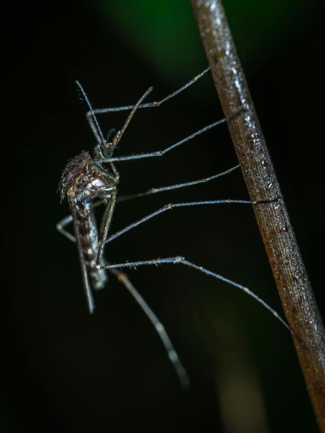 Dengue: dificuldades para prevenção são reveladas por estudo