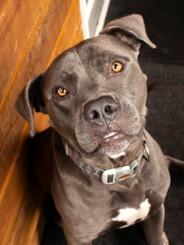 Ao menos 13 ataques de pitbulls foram registrados em 2024 | Web