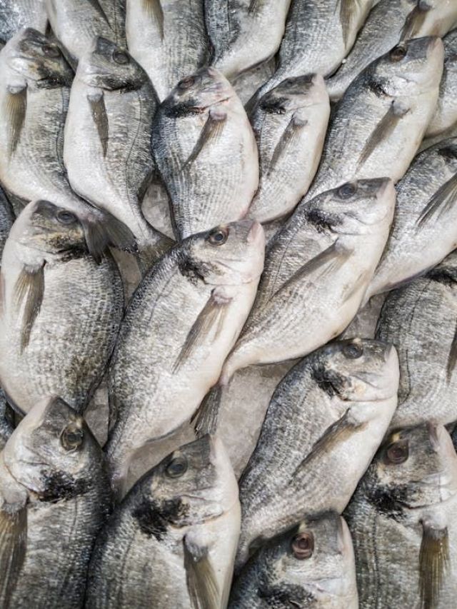 Milagre da multiplicação dos peixes pode ter explicação científica