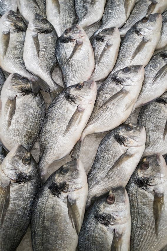 Milagre da multiplicação dos peixes pode ter explicação científica