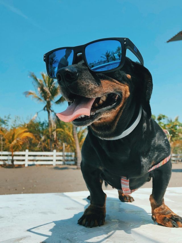 Pets no verão: mitos e verdades sobre cuidados em altas temperaturas