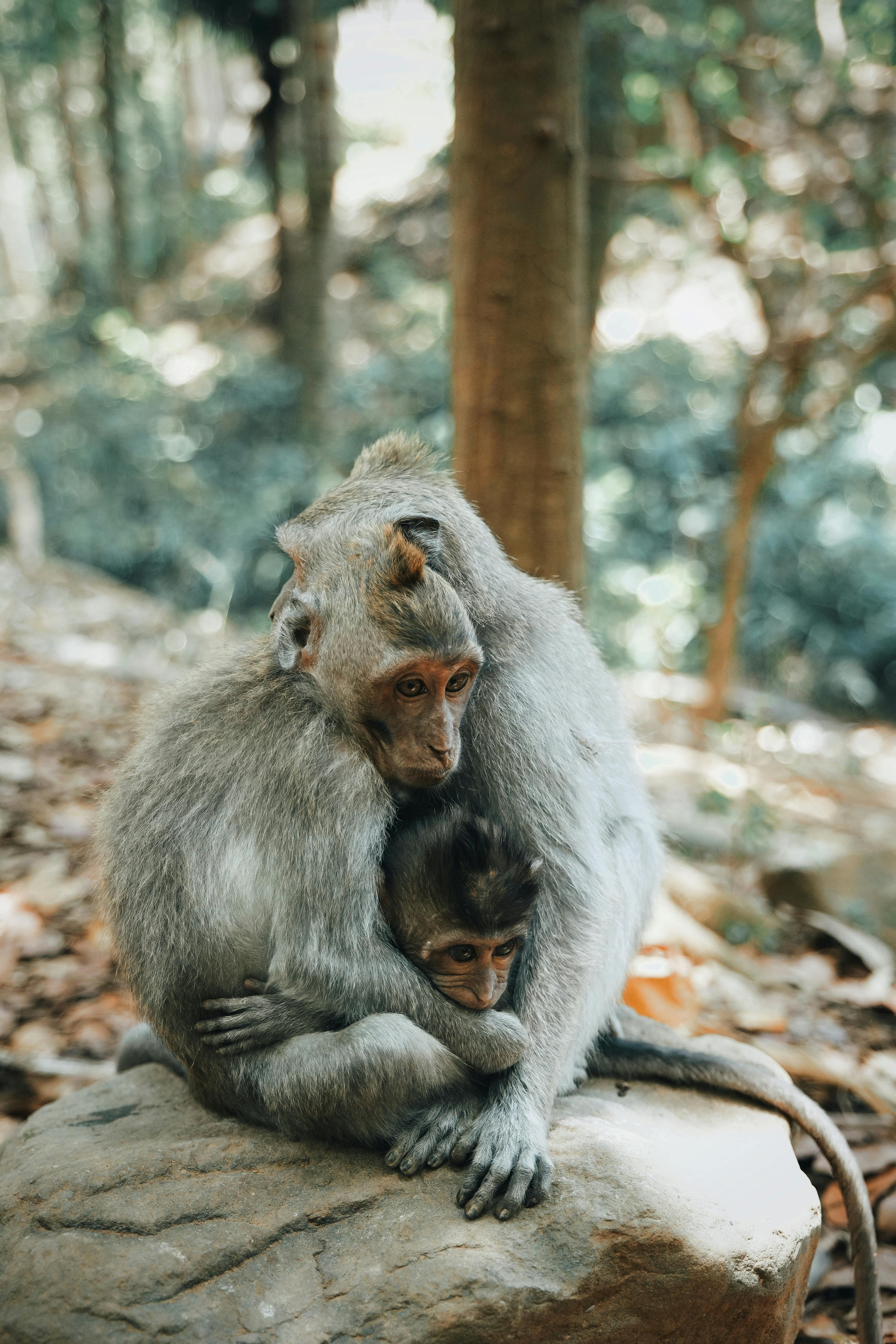 Animais sentem ciúmes como os seres humanos? Entenda