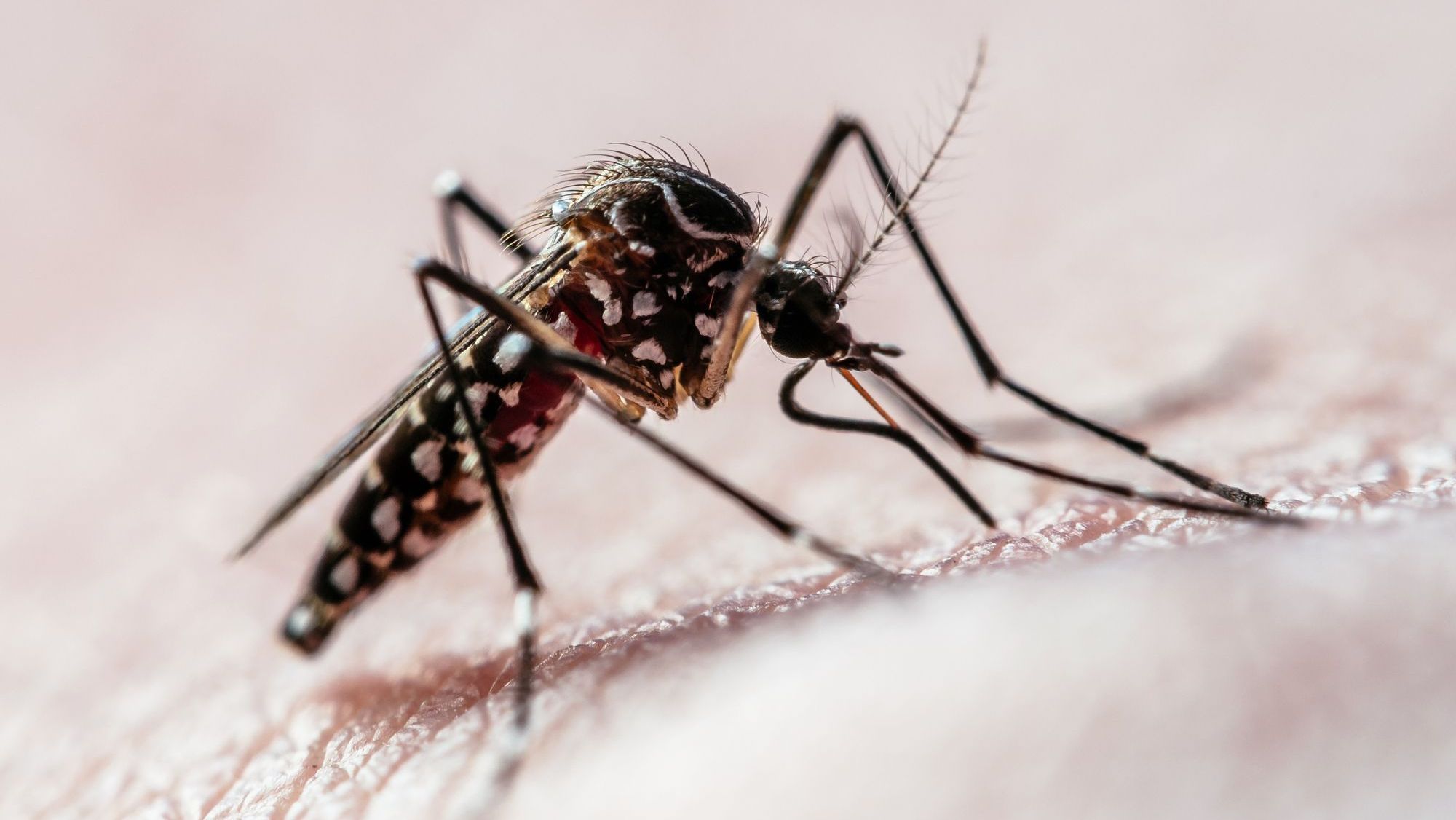 “Armadilha” é usada para atrair mosquito da dengue em MG; entenda