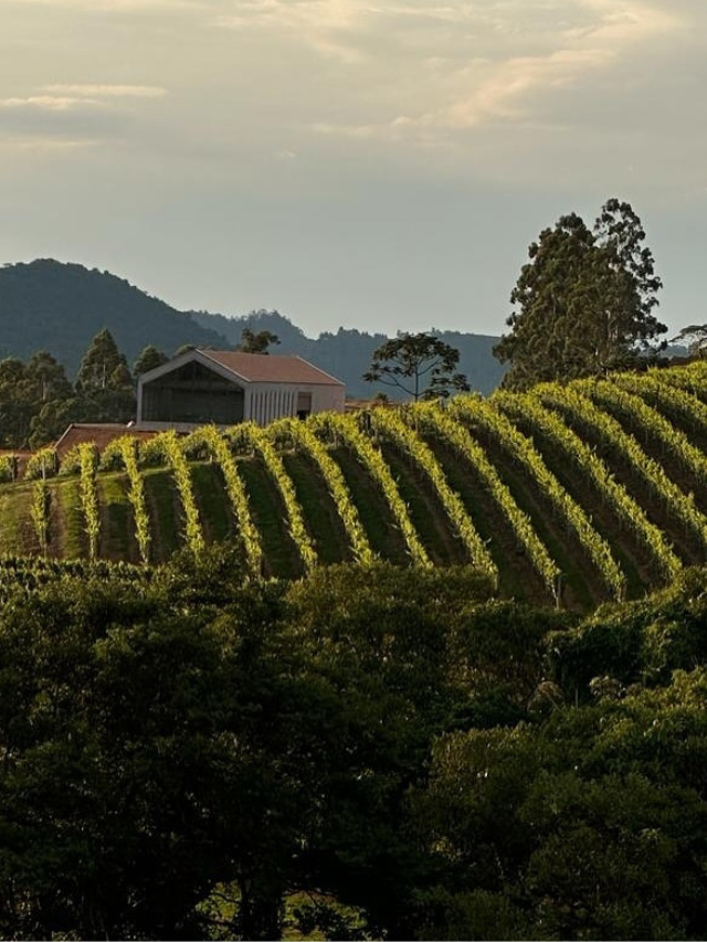 Vinho da Mantiqueira é único rótulo nacional entre melhores do mundo