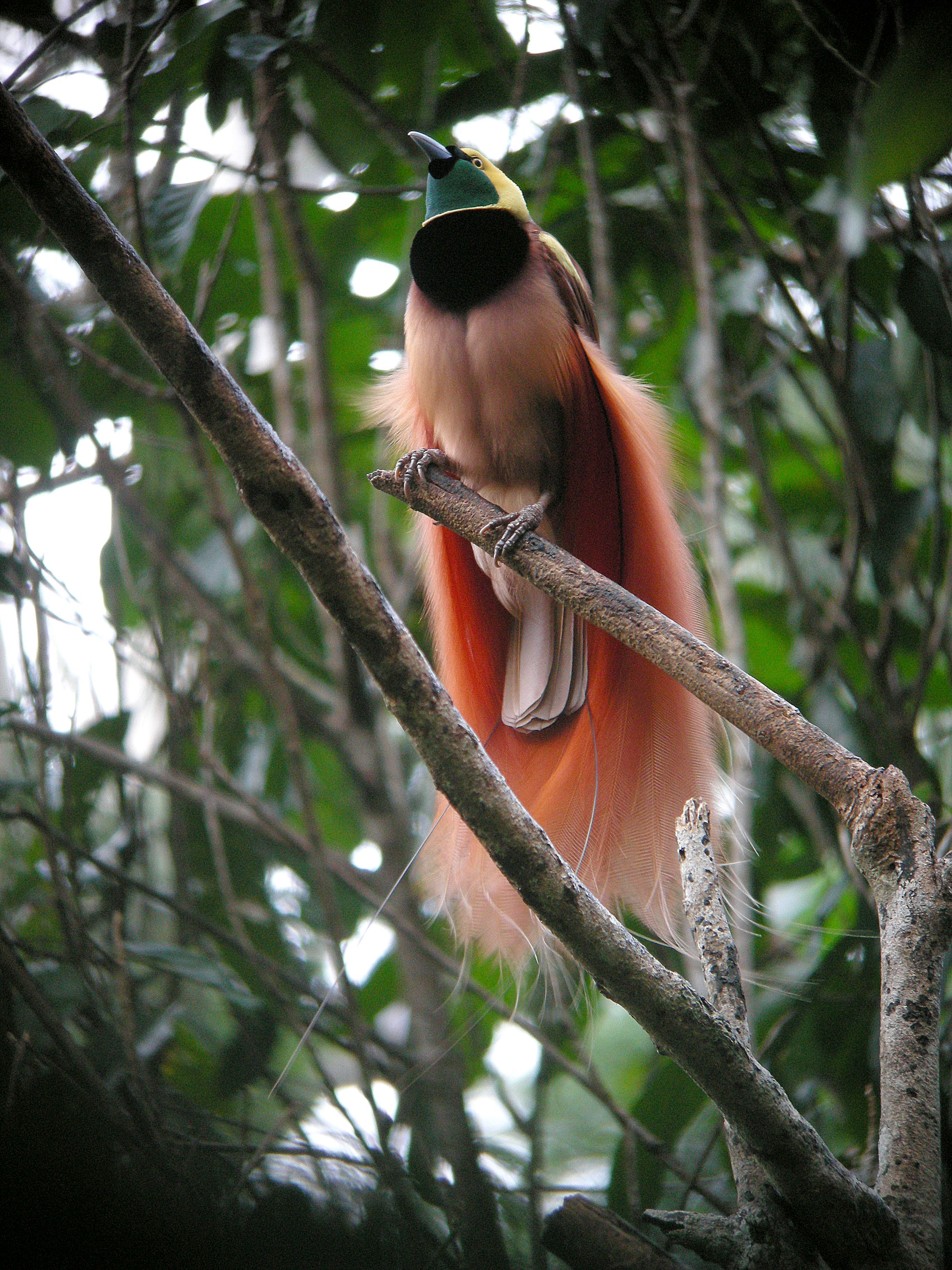 Aves-do-paraíso mandam sinais coloridos invisíveis a olhos humanos