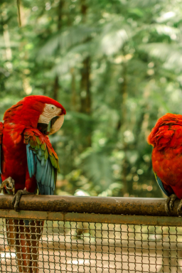 Conheça fundo que Brasil quer criar para proteger florestas tropicais