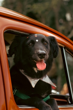 Campanha especial combate preconceito contra pets pretos