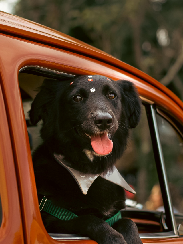 Campanha especial combate preconceito contra pets pretos