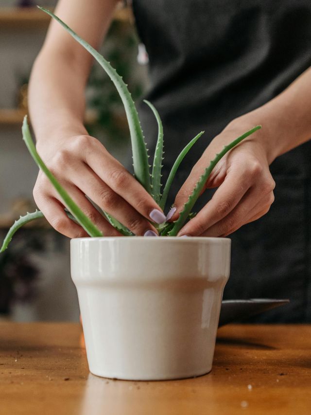 Plantas: como escolher a melhor para cada ambiente da casa