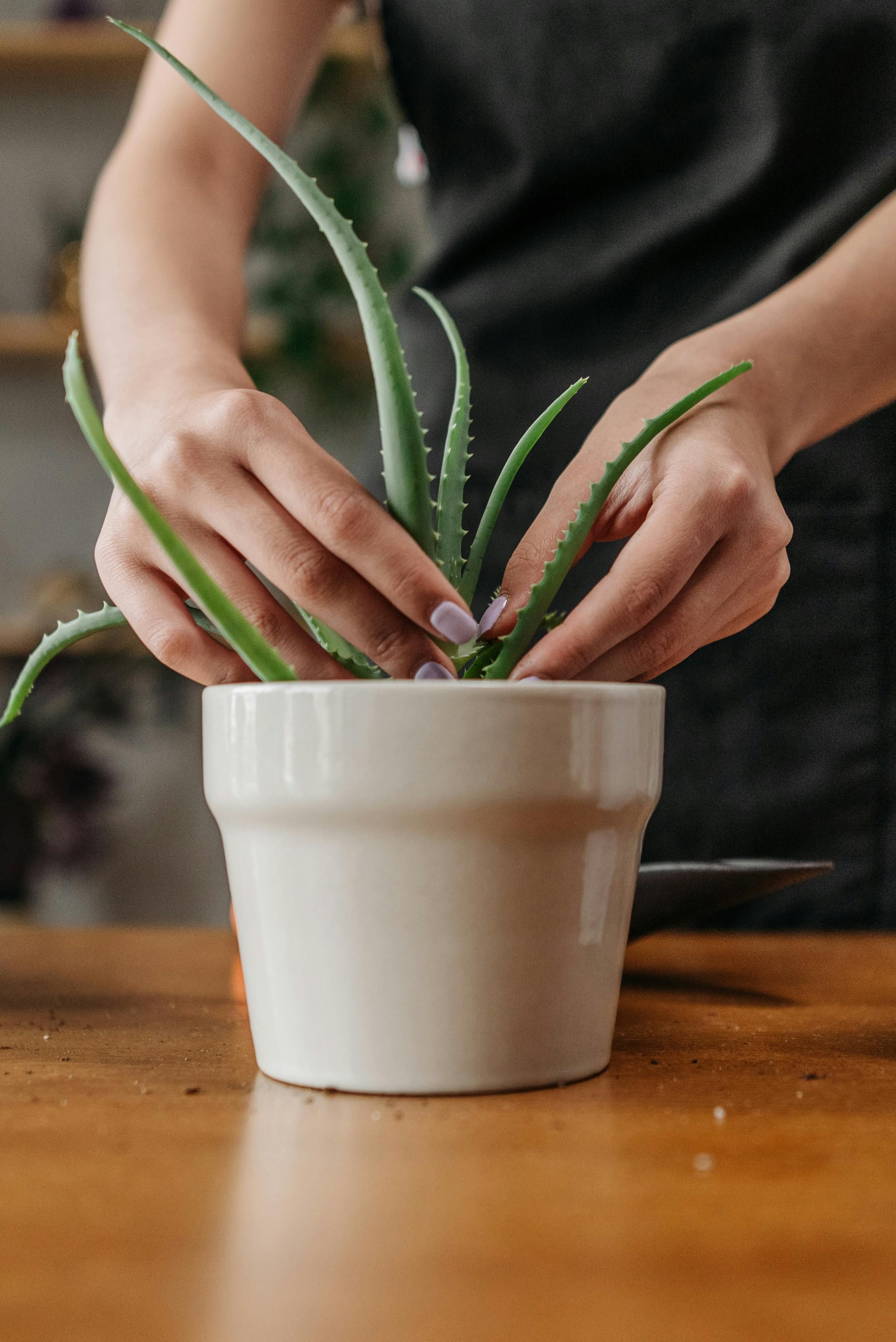 Plantas: como escolher a melhor para cada ambiente da casa