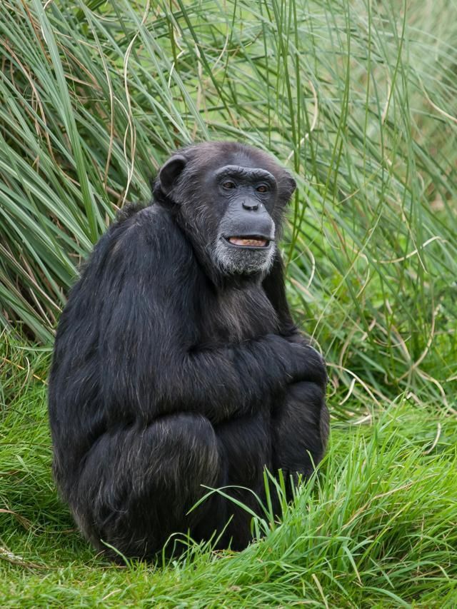Estudo revela que amizade reduz o roubo de alimentos entre chimpanzés