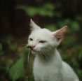 Conheça as plantas domésticas que podem intoxicar cães e gatos