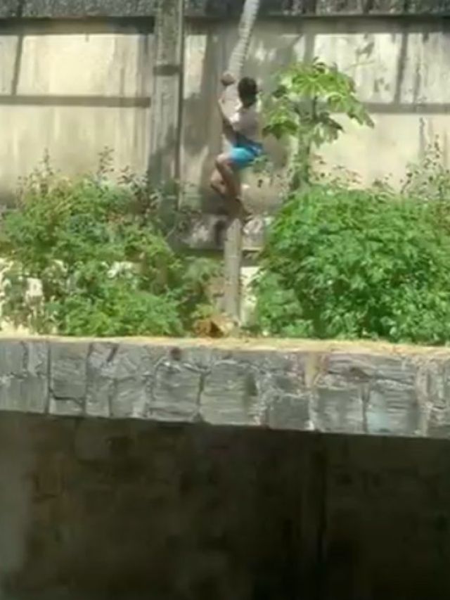 Homem invade jaula e é morto por leoa no zoológico de João Pessoa