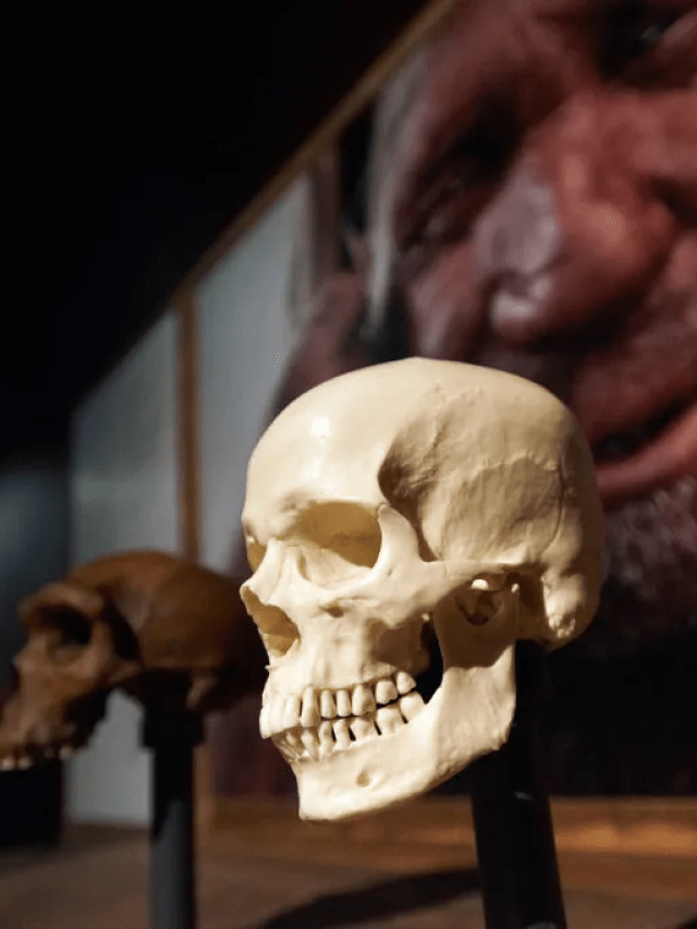 Neandertais podem nunca ter sido realmente extintos, revela estudo