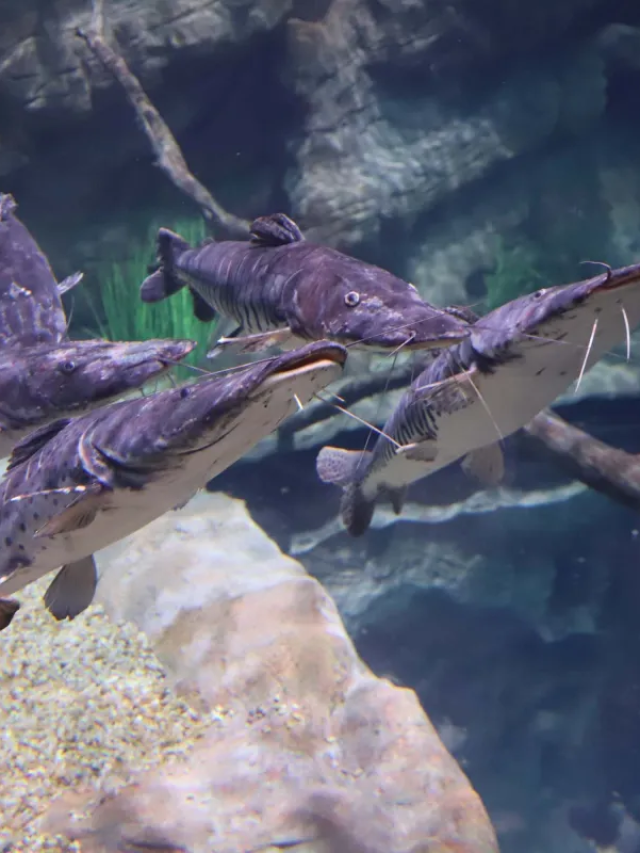 Conheça aquário em Foz do Iguaçu, um dos maiores da América do Sul