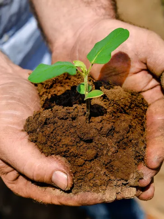 Como agricultura familiar é aliada na agenda de sustentabilidade