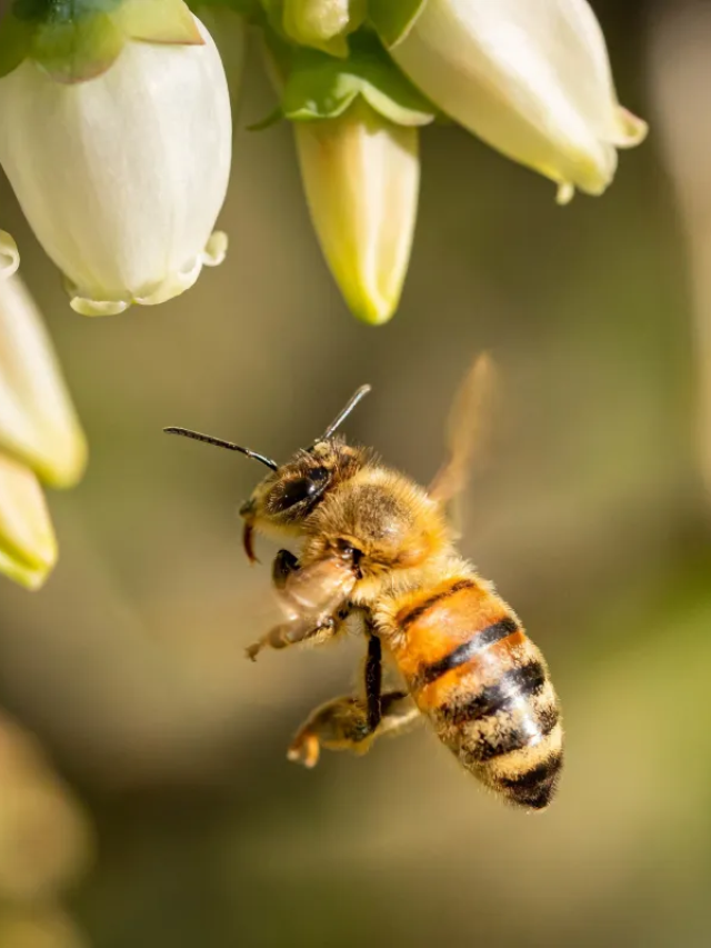 Assim como humanos, abelhas conseguem processar o tempo, diz estudo