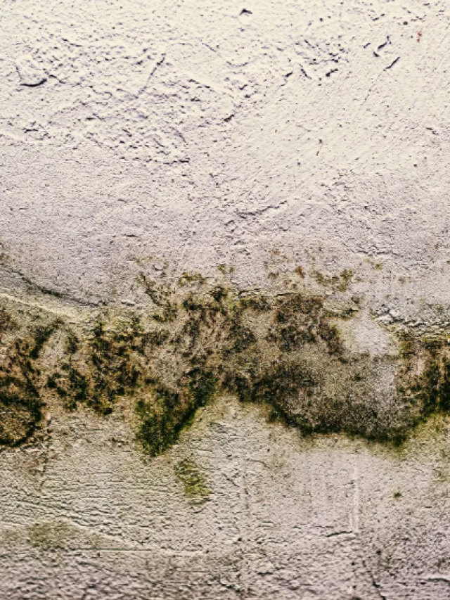 Mofo em casa: como se proteger do perigo invisível que adoece