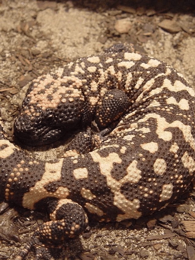 Enem 2025: monstro-de-gila, que inspirou o Ozempic, pode desaparecer