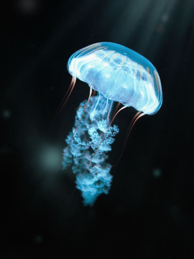 Cientistas acham sinais de vida na escuridão de vulcões submarinos