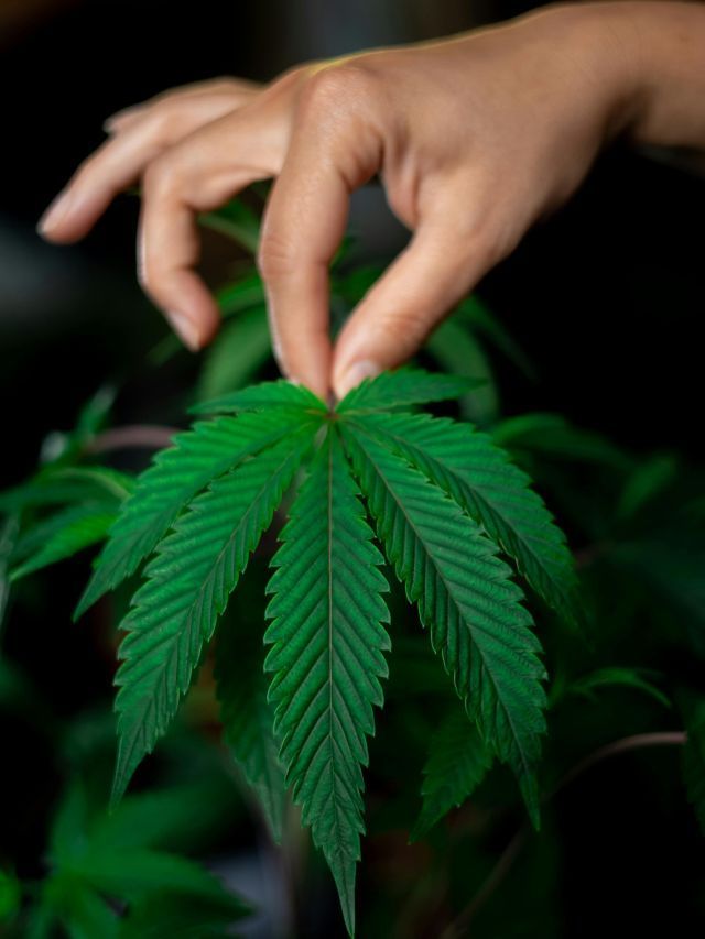 É permitido plantar cannabis em casa? Entenda