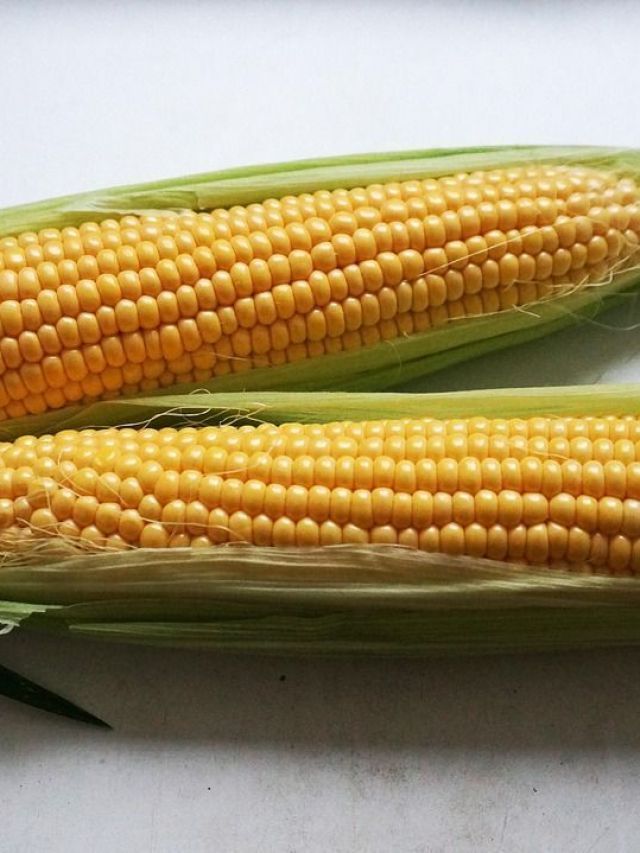 Cofre do milho: por dentro do banco que guarda o futuro da alimentação