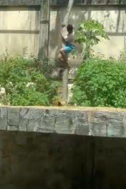 Homem invade jaula e é morto por leoa no zoológico de João Pessoa