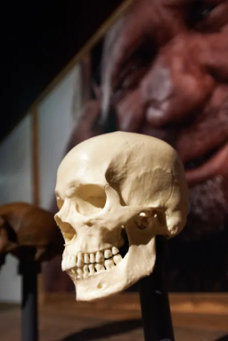 Neandertais podem nunca ter sido realmente extintos, revela estudo