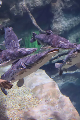 Conheça aquário em Foz do Iguaçu, um dos maiores da América do Sul