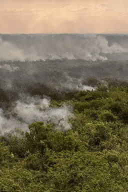 Pantanal é o bioma mais atingido pelo aumento da temperatura no país