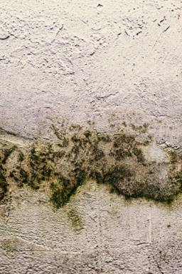 Mofo em casa: como se proteger do perigo invisível que adoece