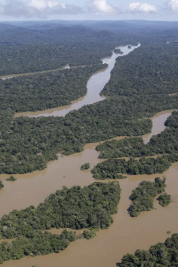 IA pode ser aliada importante para zerar o desmatamento ilegal