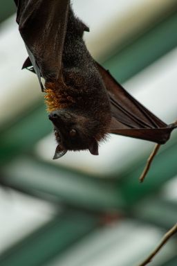 Morcegos enfrentam ameaça crescente das turbinas eólicas no mundo