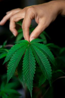É permitido plantar cannabis em casa? Entenda