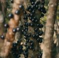 Jabuticaba contribui para controle do apetite e a cognição, diz estudo