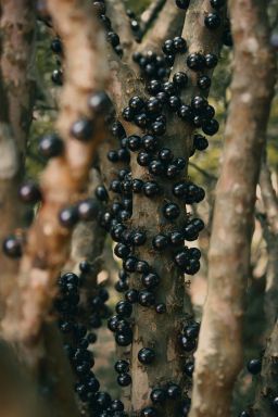 Jabuticaba contribui para controle do apetite e a cognição, diz estudo
