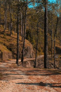 Caminhada nórdica ajuda a queimar calorias e fortalecer músculos