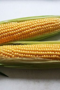 Cofre do milho: por dentro do banco que guarda o futuro da alimentação